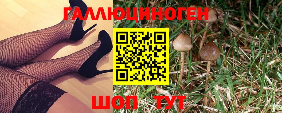 Галлюциногенные грибы Psilocybine cubensis Архангельск